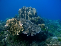 Agfayan Bay Bear Rock 04