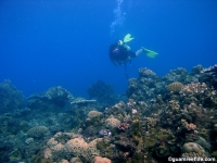 Agfayan Bay Bear Rock 05