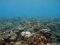 Agfayan Bay Bear Rock 08