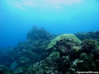 Agfayan Bay Bear Rock 12