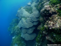 Agfayan Bay Bear Rock 15