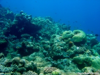 Agfayan Bay Bear Rock 16