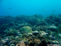 Agfayan Bay Bear Rock 18