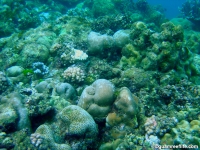Agfayan Bay Bear Rock 19