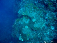 Agfayan Bay Bear Rock 20