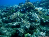 Agfayan Bay Bear Rock 22