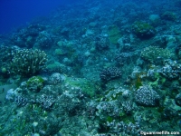 Agfayan Bay Bear Rock 24