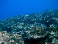 Agfayan Bay Bear Rock 26