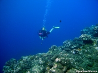 Agfayan Bay Bear Rock 27