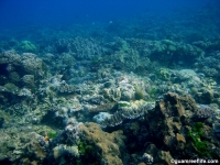 Agfayan Bay Bear Rock 29