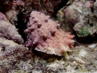 Astralium cf. rhodostoma