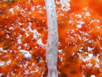 Baseodiscus komatsui
