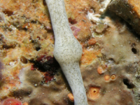 Baseodiscus komatsui