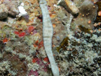 Baseodiscus komatsui