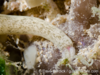 Baseodiscus komatsui