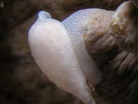 Calpurnus cf. lacteus