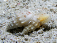 Cerithium cf. egenum