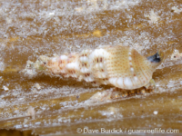 Cerithium rostratum?