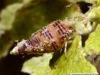 Cerithium cf. stigmosum