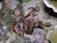 Cerithium claviforme