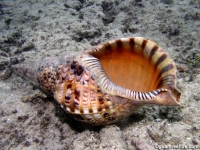 Charonia tritonis