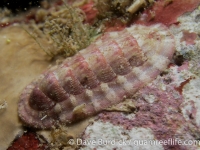 Chiton hululensis