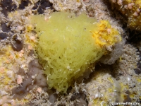 Clathrina chrysea