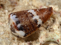 Conus capitaneus