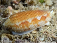 Conus cf. artoptus