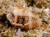 Conus cf. coronatus