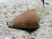 Conus cf. quercinus
