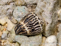 Conus chaldaeus