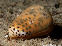 Conus eberneus