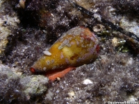 Conus flavidus