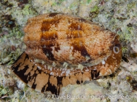 Conus geographus