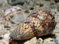 Conus imperialis