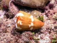 Conus litoglyphus