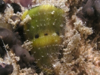 Conus mustelinus