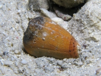 Conus pulicarius