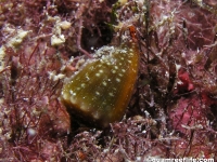 Conus sanguinolentus