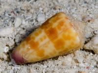 Conus tessulatus