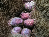 Coralliophila violacea