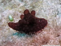 Coriocella cf. nigra