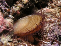 Ctenoides annulatus