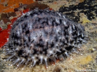 Cypraea tigris