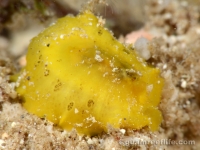 Emarginula sp. B