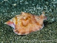 Euprostomus bulla