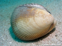 Fulvia cf. australis