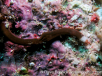 Gorgonorhynchus albocinctus