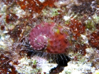 Haliotis sp. A